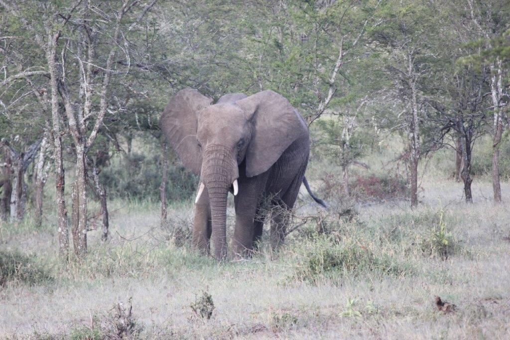 Ole Serai Luxury Camp Hotel Serengeti Kültér fotó