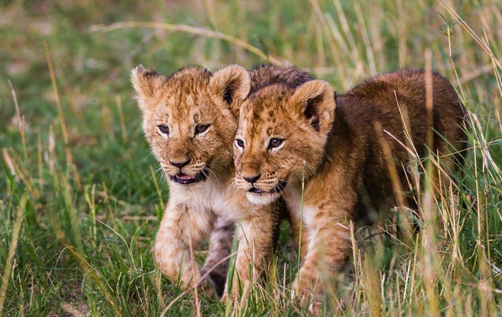 Ole Serai Luxury Camp Hotel Serengeti Kültér fotó