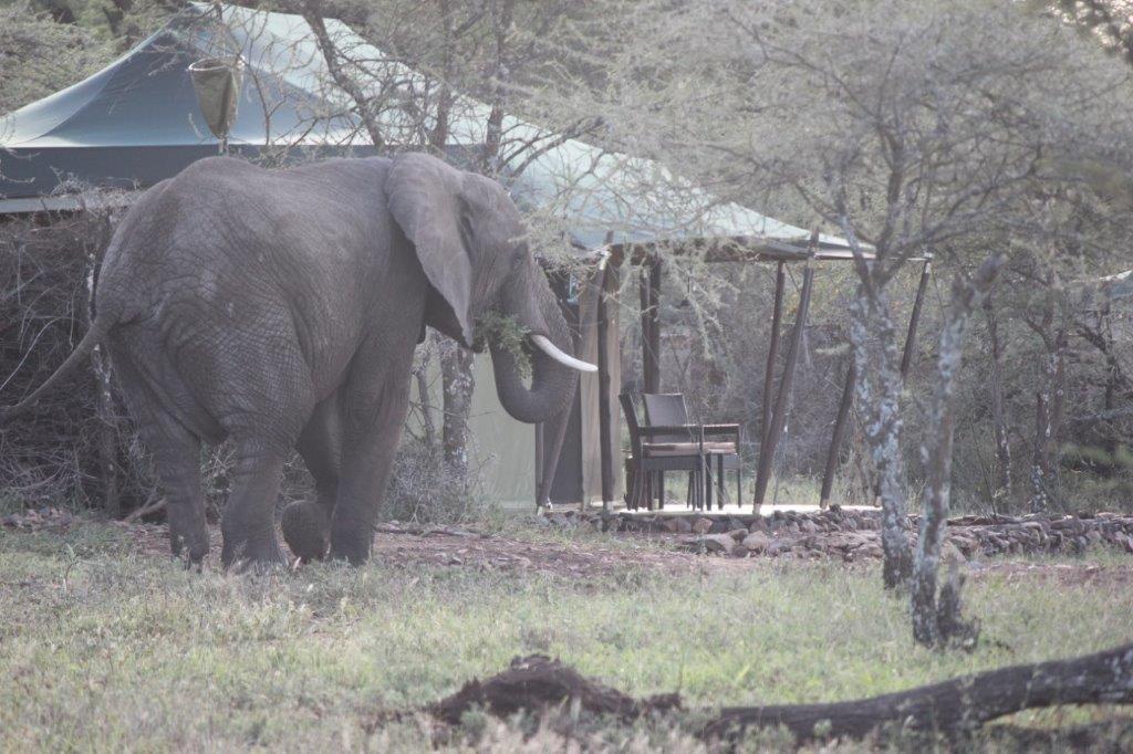 Ole Serai Luxury Camp Hotel Serengeti Kültér fotó