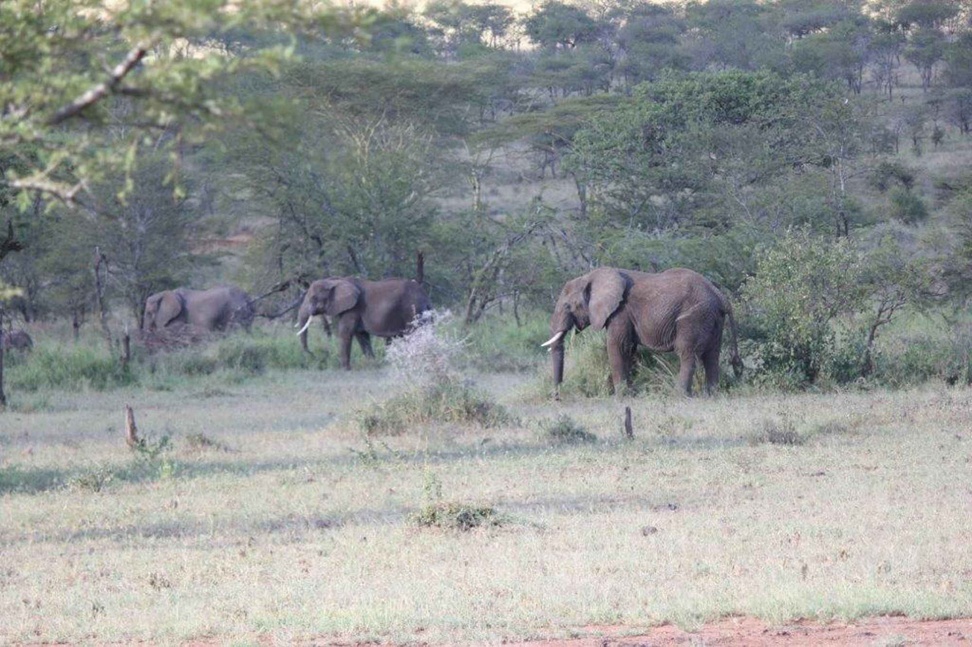 Ole Serai Luxury Camp Hotel Serengeti Kültér fotó